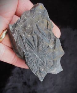 Annularia stellata from Writhlington