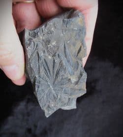 Annularia stellata from Writhlington