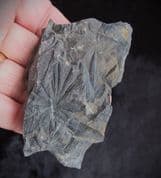 Annularia stellata from Writhlington