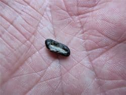 Anomoedus  species mollusc crushing fish tooth!