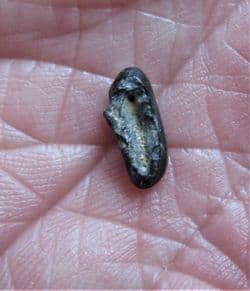 Anomoedus  species mollusc crushing fish tooth!
