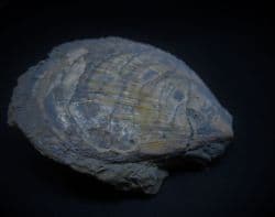 Antiqualima succincta (Schlotheim)