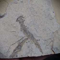 Apateon pedestris Branchiosaur from Germany