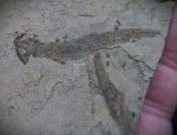 Apateon pedestris Branchiosaur from Germany