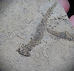 Apateon pedestris Branchiosaur from Germany