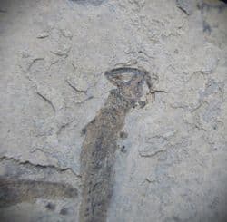 Apateon pedestris Branchiosaur from Germany