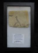 Apateon pedestris Branchiosaur from Germany