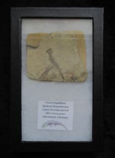 Apateon pedestris Branchiosaur from Germany