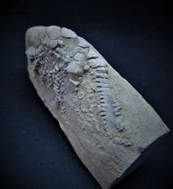 Aphelecrinus species from Alabama