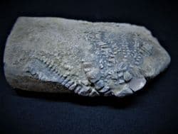 Aphelecrinus species from Alabama