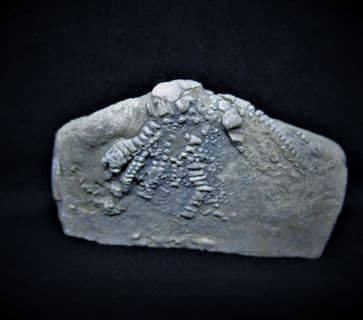 Aphelecrinus species from Alabama