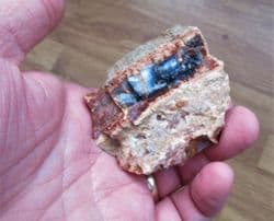 Araucarioxlyon arizonicum (Knowit)
