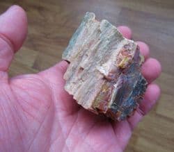 Araucarioxlyon arizonicum (Knowit)