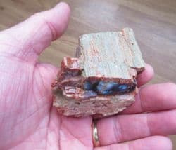 Araucarioxlyon arizonicum (Knowit)