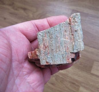 Araucarioxlyon arizonicum (Knowit)