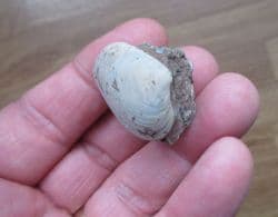 Astarte  guexii  superb sea shell