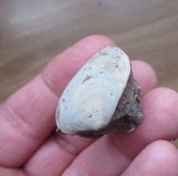 Astarte  guexii  superb sea shell