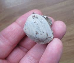 Astarte  guexii  superb sea shell