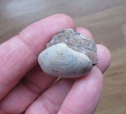 Astarte  guexii  superb sea shell