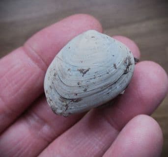 Astarte  guexii  superb sea shell