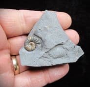 Asteroceras margaritoides (Spath)