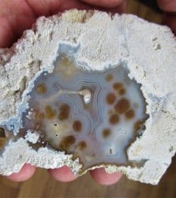 Astrhelia large Beautiful Florida Coral