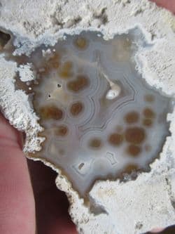 Astrhelia large Beautiful Florida Coral