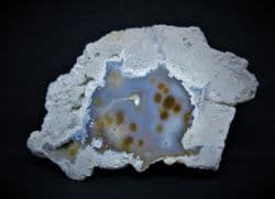 Astrhelia large Beautiful Florida Coral