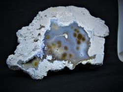 Astrhelia large Beautiful Florida Coral