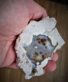Astrhelia large Beautiful Florida Coral