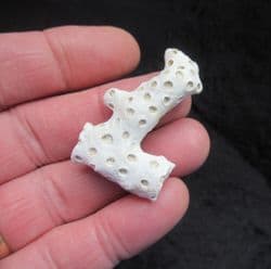 Astrhelia palmata Coral from Carolina