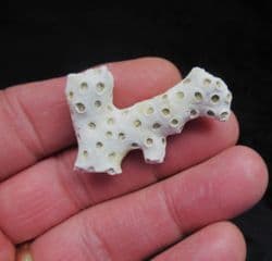 Astrhelia palmata Coral from Carolina
