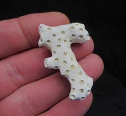 Astrhelia palmata Coral from Carolina