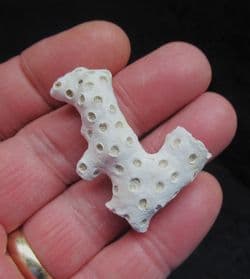 Astrhelia palmata Coral from Carolina