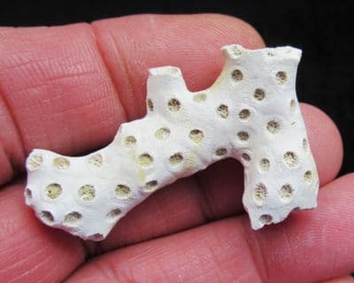 Astrhelia palmata Coral from Carolina