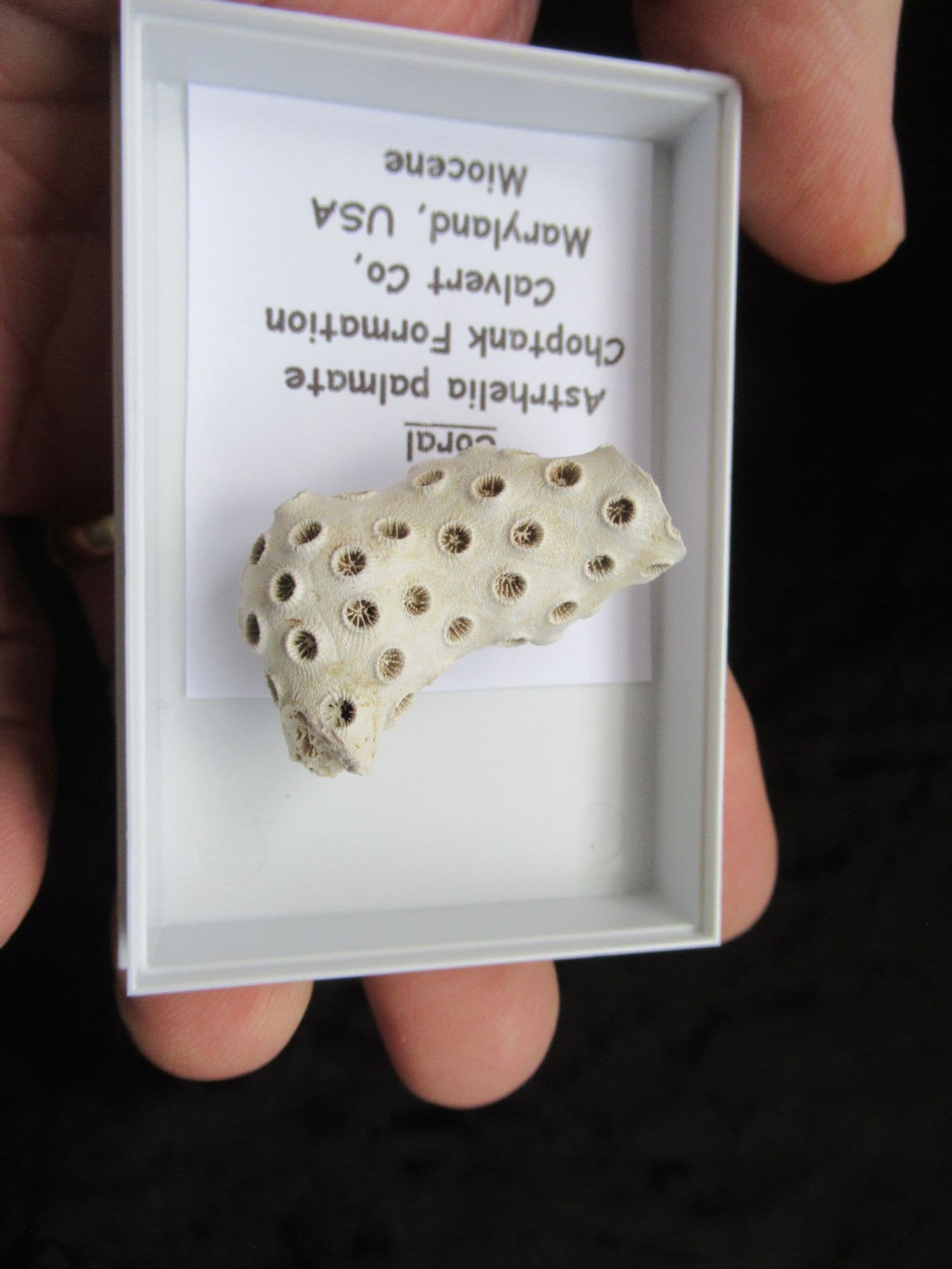 Astrhelia palmata Coral from Maryland