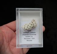 Astrhelia palmata Coral from Maryland