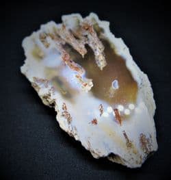 Astrhella palmata