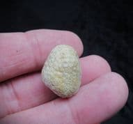 Ataphrus labadeyei uncommon Sponge