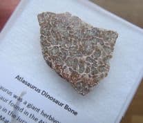 Atlasaurus Sauropod bone