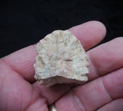 Auracaria mirabilis Silicified Cone