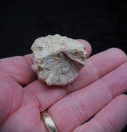 Auracaria mirabilis Silicified Cone