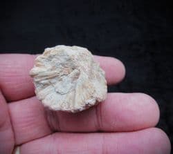 Auracaria mirabilis Silicified Cone