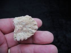 Auracaria mirabilis Silicified Cone