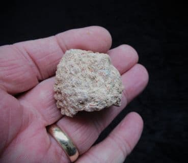 Auracaria mirabilis Silicified Cone