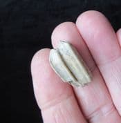 Auroch "Wild Ox" Tooth