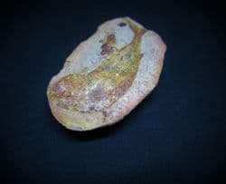 Australosomus  merlei