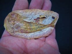 Australosomus  merlei