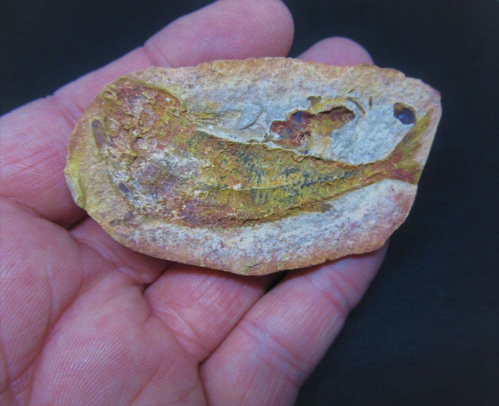 Australosomus merlei