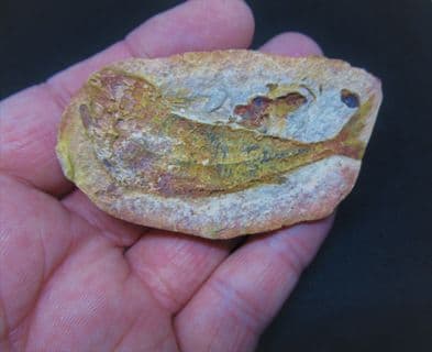 Australosomus merlei